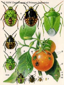 vegetable-bug