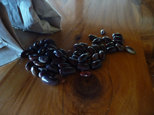 Once beans are dried and any pod trash cleaned away, store the seeds in a dark and dry location until summe