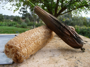 The last dried luffa from my supplies and a recently harvested fruit to dry.