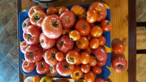 tomato havest